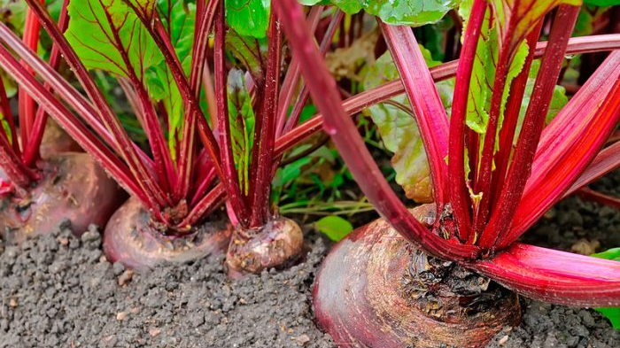 Як сіяти буряк, щоб потім не проривати: найкращі перевірені методи, про які ви не знали