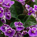 Як зробити натуральний стимулятор для цвітіння фіалок