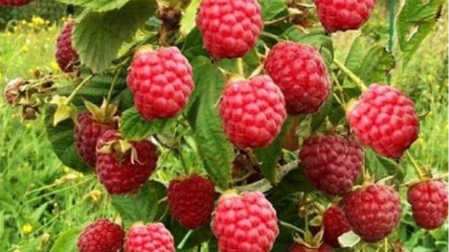 найкращі сорти літньої малини