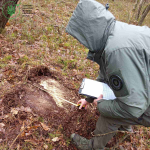 Понад 8 мільйонів гривень збитків: на Волині викрили масштабну незаконну вирубку лісу