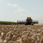 На Волині пенсіонер посіяв пшеницю біля сільського озера: як його покарав суд