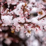 Весняні заморозки загрожують врожаю: як захистити сад під час цвітіння