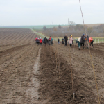 На Волині висадили найбільший вишневий сад в області