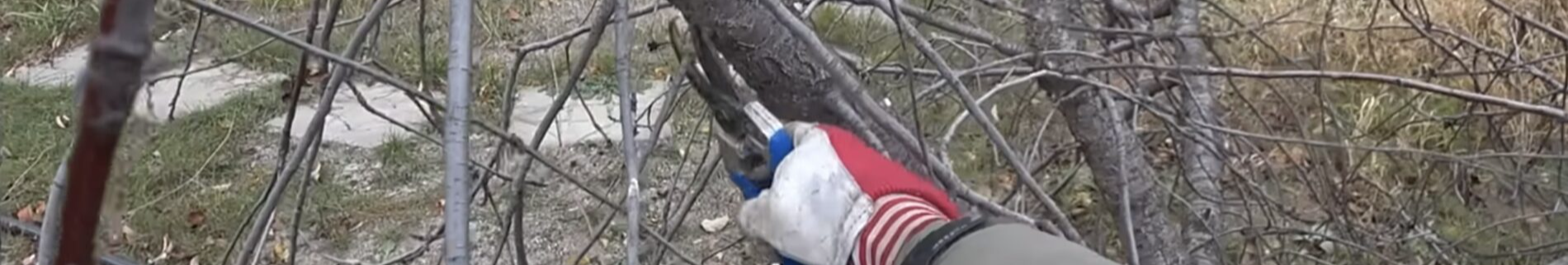 Як обрізати дерева навесні – три головні поради