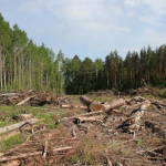 На Волині лісгосп заплатить понад пів мільйона за незаконну вирубку
