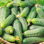 Огірки скидають зав’язь? Допоможе простий продукт з кухні