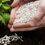 Селітра чи сульфат магнію: що обрати для весняного підживлення
