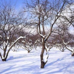 захист саду та городу під час морозів