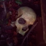 Моторошна знахідка: у центрі Луцька перехожі виявили людський череп