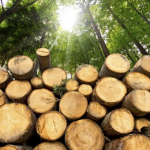 На Волині в національному парку рівнянин нарізав дерев на понад 275 тисяч гривень