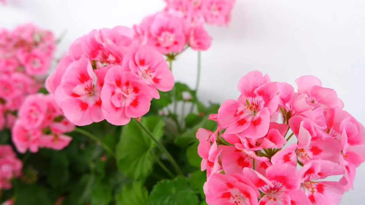 Як врятувати калачики: додайте 0,5 мл цього засобу у воду – і пишні шапки виростуть, як на дріжджах