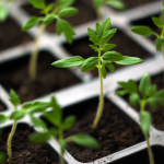 Перші 10 днів вирішують усе - які помилки після висадки розсади роблять майже всі