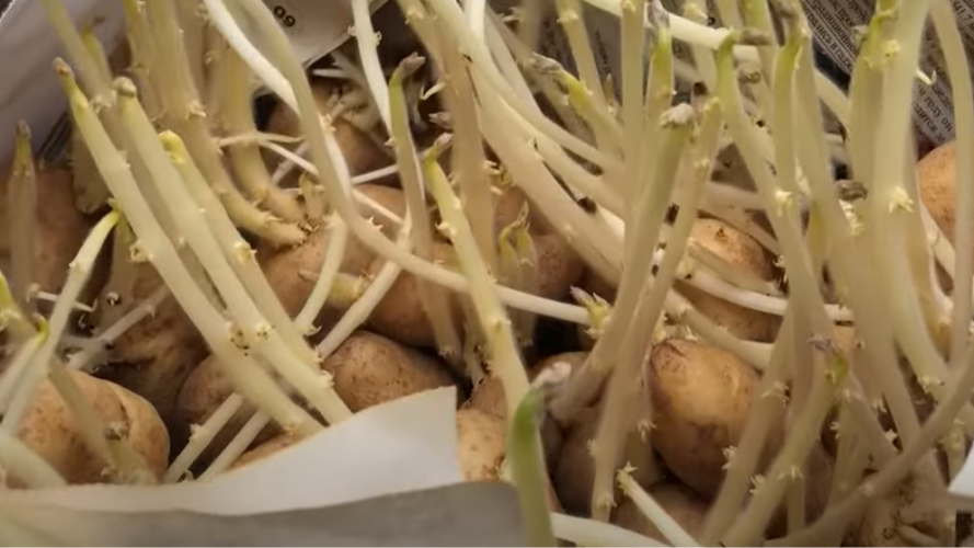 Що робити з пророслою картоплею у лютому: корисні поради