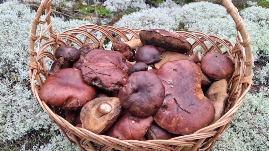 Василь Овдіюк збирає гриби у грудні