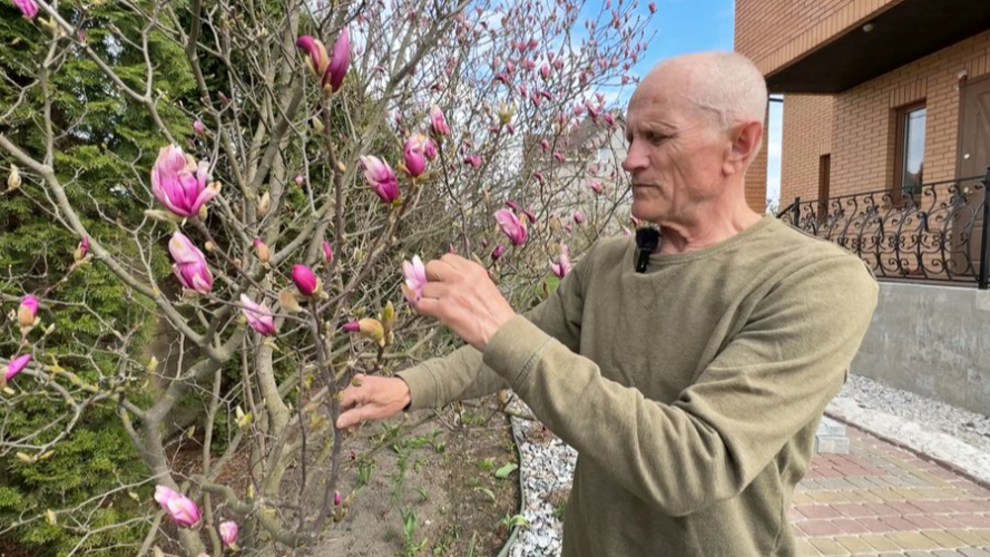 Захоплення переросло у справу життя: господар із Луцького району вирощує сотні магнолій