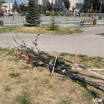 Діти виламали дерево на площі у Луцьку, ремонт якої обійшовся у понад 20 мільйонів