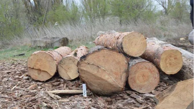 Волинянин нарізав дерев у лісі на понад 60 тисяч гривень, його судили
