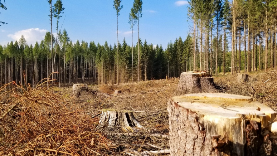 На Волині ДП «Ліси України» перерахувало громаді майже 800 тисяч гривень за вирубані дерева