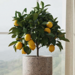 Чому кімнатний лимон скидає листя і що з цим робити