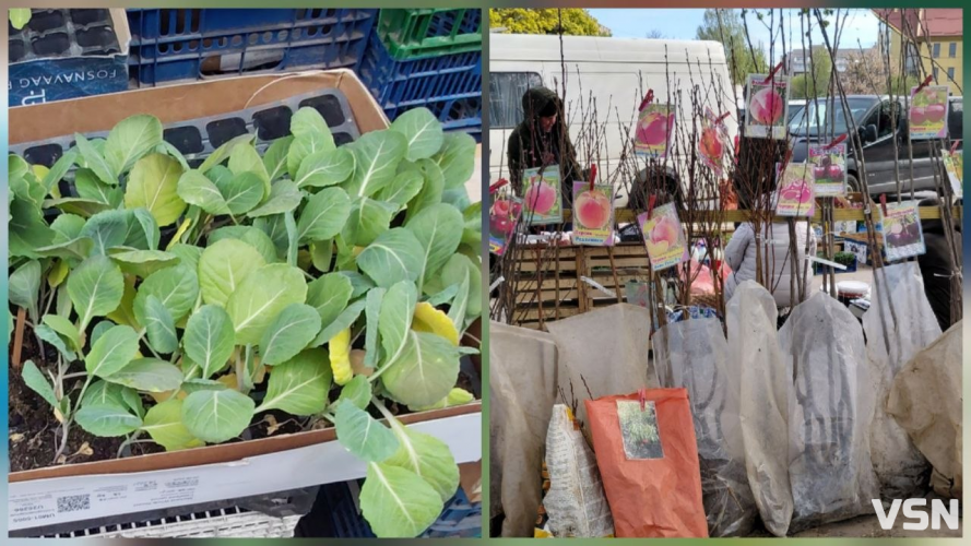 На ринках Луцька з’явилася перша розсада: огляд цін на саджанці та кущі