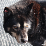 У  Нововолинську зграї безпритульних собак лякають дітей і батьків