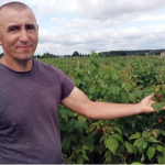 «Малина без рук не буде рости»: як родина з Волині змінила картоплю на ягідний бізнес