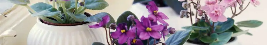 Цвіте навіть узимку: натуральний кухонний стимулятор, який змушує фіалки рясно квітнути