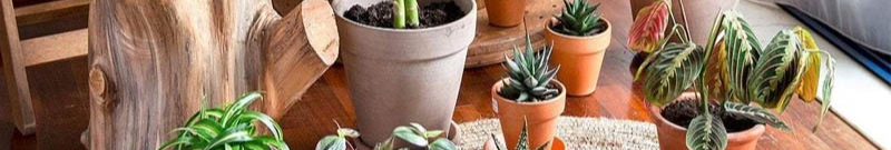 Зимовий догляд за кімнатними квітами: як допомогти улюбленцям пережити холодну пору