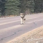 вовк на Рівненщині