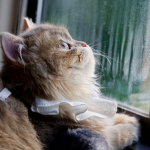 В Україну йде похолодання: синоптикиня розповіла, коли чекати змін