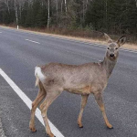 На Волині водій збив косулю: як його покарали