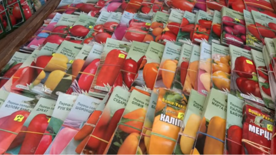 На Волині стартував сезон посіву: яке насіння найчастіше купують городники