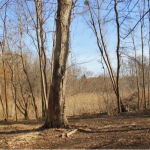 У луцькому парку зріжуть близько 30 дерев - що відомо