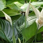 Чим підгодувати спатифілум для пишного цвітіння