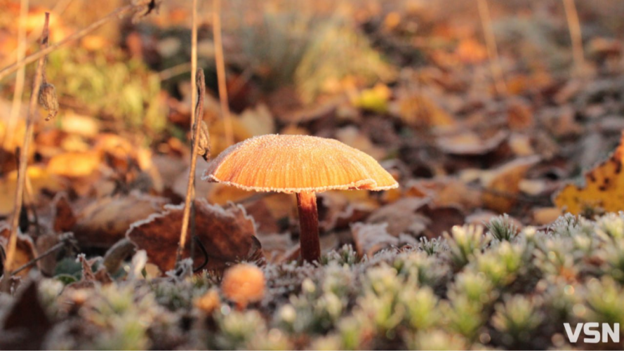 Після нічного холоду на Волині господарі можуть втратити більшість ранніх фруктів