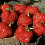 Весняне підживлення полуниці: три кроки до пишних кущів і рясного плодоношення