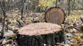 На Волині суд зобов’язав лісгосп відшкодувати 100 тисяч гривень збитків за вирубку дубів