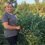 Родина з Волині восьмий рік вирощує лохину і заробляє вдома: ягідний бізнес замість закордонних заробітків