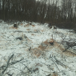 На Волині виявили незаконну вирубку лісу на 1,7 млн грн