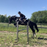 На Волині продають елітного жеребця за понад 200 тисяч гривень