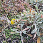 авринія скельна та перстач пісковий зацвіли у Тернопільській оббласті