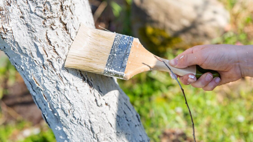 Коли білити дерева — починати вже чи краще зачекати: одна помилка може все зіпсувати