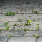 Як позбутися трави між плиткою: 4 ефективні способи