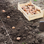 Не пройшли перевірку часом: які сорти картоплі, які не рекомендують садити в Україні