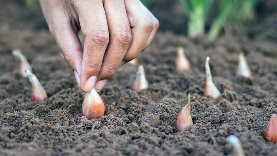 Секрети посадки цибулі, які допоможуть виростити щедрий урожай