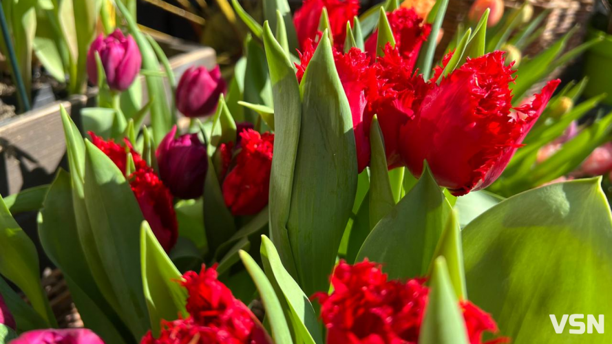 Скільки коштують квіти на 8 березня у Луцьку?