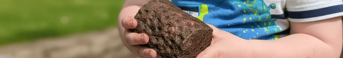 Хлопчик знайшов дивний «камінь», який виявився коренем дерева віком 300 млн років