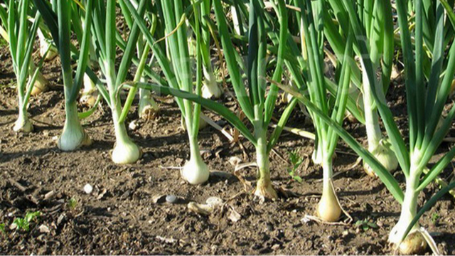 Коли садити цибулю у другій половині квітня 2026: найкращі дні за місячним посівним календарем