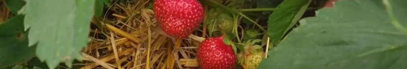 Як розмножити полуницю вусами в липні, щоб наступного року мати щедрий урожай