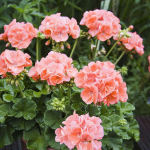 Пеларгонія не цвіте: лише одне просте підживлення змусить калачики вкритися шапками квітів